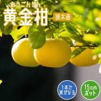 みかん 苗木 黄金柑 15ｃｍポット 接木 苗 自家結実性 ミカン ゴールデン オレンジ おうごんかん 柑橘 柑橘苗 果樹 園芸 家庭菜園 送料無料 2年生苗