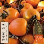 渋柿 苗 富士柿 (蜂屋) ふじ はちや 果樹 苗木 接木 苗 12cmロングポット 不完全渋柿 送料無料 かき 柿