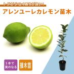 レモン苗木アレンユーレカレモン15...