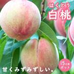 桃苗白桃花桃苗木15ｃｍポット1年...