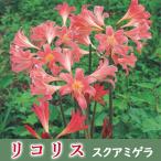 リコリススクアミゲラ球根2球春出葉...