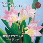 秋咲きアマリリスベラドンナ球根1球...