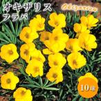  oxalis flaba луковица 10 лампочка лето .. варьете осень .. желтый yellow каждый год ...... нет цветок . горшок . цветок. Yamato 