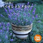 лаванда рассада violet память 9cm pot Hokkaido. лаванда растение в горшке аромат . хороший трава цветок рассада . корень .herb