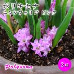 ポリキセナエンシフォリアピンク球根...