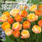  тюльпан луковица крем выше Star &gla колено Award 6 лампочка [ каждый 3 лампочка ] Duo тюльпан осень .. цветок. Yamato 