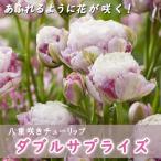枝咲きチューリップ球根ダブルサプラ...