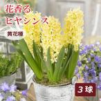 花香るヒヤシンス球根黄花種3球イエ...