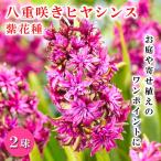 八重咲きヒヤシンス紫花種2球パープ...