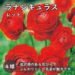 ラナンキュラス球根4球秋植え寄せ植...