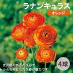 ラナンキュラス球根4球秋植え寄せ植...