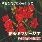 フリージア球根7球秋植え寄せ植えプ...