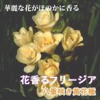 フリージア球根7球秋植え寄せ植えプ...