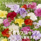 フリージア球根7球秋植え寄せ植えプ...