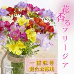 フリージア球根一重咲き混合20球秋...