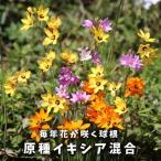 原種イキシア混合球根4球植えっぱな...