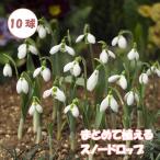 まとめて植えるスノードロップエルウ...