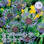  цент - редкость montana луковица 1 АО роза .... корень . зима .. каждый год цветок .... корень . цветок. Yamato 