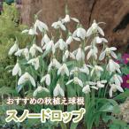 スノードロップエルウェッシー球根4...