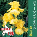 ジャーマンアイリス球根1株北海道産...