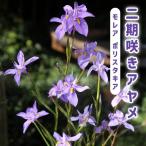 二期咲アヤメモレアポリスタキア球根...