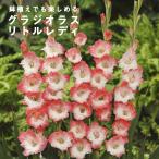 グラジオラス球根春植え5球人気品種...