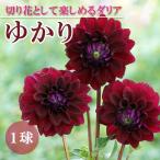 �_���A ���� �t�A�� �y �J�b�g �t�����[ �_���A�z �䂩�� 1�� dahlia �[�� �V�b�N�ȐF���� �Ԃ̑�a