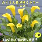 カラー球根1球たくさん花が咲く黄春...
