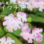 【 イワチドリ 】 球根 2球 山野草 鉢植え ロックガーデン 耐寒性 耐暑性 野生ラン 冬植え