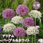 [10 месяц сверху средний ... отправка * скидка за ранний заказ ] Aria m allium [ лиловый & белый ] луковица 4 лампочка окантовка сад осень .. начинающий направление срезанные цветы тоже цветок. Yamato 