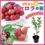 アセロラ 苗 10.5ｃｍポット トロピカル 果樹 挿し木