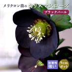 【予約・早割】クリスマスローズ 苗 ブラックパール メリクロン苗 9cmポット 冬 花壇 耐寒性 ガーデニング ヘレボルス ミヨシ【10月中旬より順次発送】