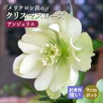 クリスマスローズ 苗 アンジェリエ メリクロン苗 9cmポット 冬 花壇 耐寒性 ガーデニング ヘレボルス ミヨシ