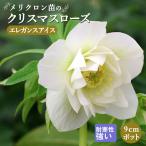 【予約・早割】クリスマスローズ 苗 エレガンスアイス メリクロン苗 9cmポット 冬 花壇 耐寒性 ガーデニング ヘレボルス ミヨシ【10月中旬より順次発送】