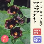 宿根草 苗 アルケア ブラックナイト 9ｃｍロングポット タチアオイ 草丈の…