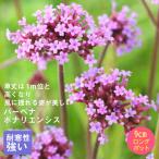宿根草 苗 バーベナ ボナリエンシス 9ｃｍロングポット 草丈の高い ボーダ…