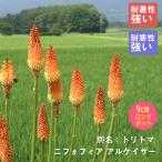 宿根草 苗 ニフォフィア アルケイザー 9ｃｍロングポット 暑さに強い 耐暑…