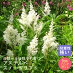 【予約】宿根草 苗 アスチルベ スノードリフト 9ｃｍ