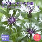 宿根草 苗 セントーレア パープルハート 9ｃｍロングポット バラに合う し…