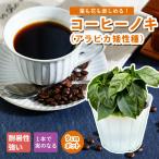 [ предварительный заказ * скидка за ранний заказ ] кофе Nokia labika.. вид саженец 9cm pot собственный корень рассада выдерживающий .. салон садоводство декоративное растение тропический теплота . сильный [5 месяц средний ... последовательный отправка ]