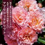 ドリフトローズ 苗 アプリコットドリフト 9cmポット ガーデン ミニバラ バラ 薔薇 ローズ rose (登録品種)