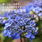 ヤマアジサイ 苗 山アジサイ 藍姫 9cmロングポット あじさい