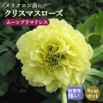 【予約・早割】クリスマスローズ 苗 ムーンプリマドレス メリクロン苗 9cmポット 冬 花壇 耐寒性 ガーデニング ヘレボルス ミヨシ【10月中旬より順次発送】