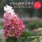  клей utsugi Pinky wing ключ 9cm pot рассада стойка mid гортензия panikyula-tashu Rav выдерживающий жара . выдерживающий холод . низкий дерево 