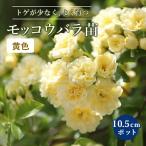 モッコウバラ 苗木 黄 八重咲き 黄色 10.5cmポット ガーデニング 園芸 つるバラ 生育旺盛 育てやすい 木香薔薇 バラ バラ苗 薔薇 rose