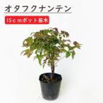 o жесткий k наан тонн саженец 15cm pot рассада садоводство садоводство садовое дерево наан тонн юг небо 