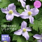 [ предварительный заказ ] premium . корень . рассада silane AOI 12cm pot день . половина день ...... похоже много год . Pele niaru[2 месяц после половина .. последовательный отправка ]