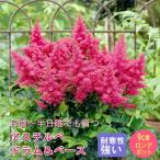 【予約】宿根草 苗 アスチルベ ドラム＆ベース 9ｃｍ