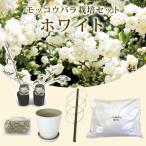 mokou роза культивирование комплект саженец белый цвет белый 9cm pot садоводство .. роза дерево . роза роза роза rose бесплатная доставка 