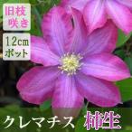 クレマチス 柿生 カキオ 12cm苗 ピンク 【パテンス系・旧枝咲き】早咲き 大輪 clematis かきお